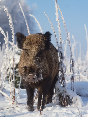 Wild Boar In Winter (Sus Scrofa), Europe by Reinhard Pricing Limited Edition Print image