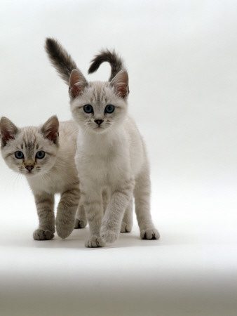 Domestic Cat, 10-Week Blue-Eyed Sepia Snow Bengal-Cross Kittens by Jane Burton Pricing Limited Edition Print image