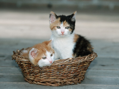 Domestic Cat, Two Kittens In Wicker Basket by De Meester Pricing Limited Edition Print image