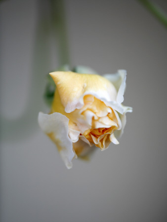 Vanilla Rose I by Nicole Katano Pricing Limited Edition Print image
