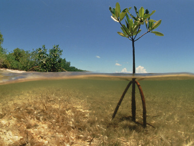 Young Mangrove Tree Sapling Split-Level Shot, Caribbean by Jurgen Freund Pricing Limited Edition Print image