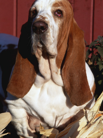 Bassett Hound Portrait Canis Familiaris} by Lynn M. Stone Pricing Limited Edition Print image
