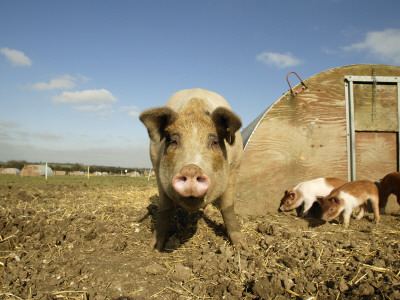 Free Range Organic Sow And Piglets, Wiltshire, Uk by T.J. Rich Pricing Limited Edition Print image
