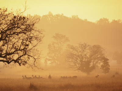 Chital Deer (Axis Axis) At Dawn, Kanha National Park, Madhya Pradesh, India by Pete Oxford Pricing Limited Edition Print image