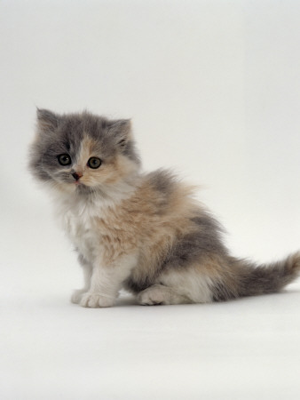 Domestic Cat, 7-Week, Female Blue-Cream Bicolour Persian Kitten by Jane Burton Pricing Limited Edition Print image
