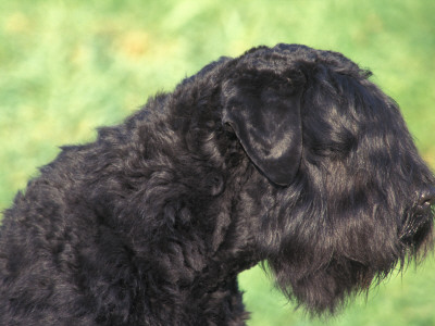 Russian Black Terrier Face Profile by Adriano Bacchella Pricing Limited Edition Print image