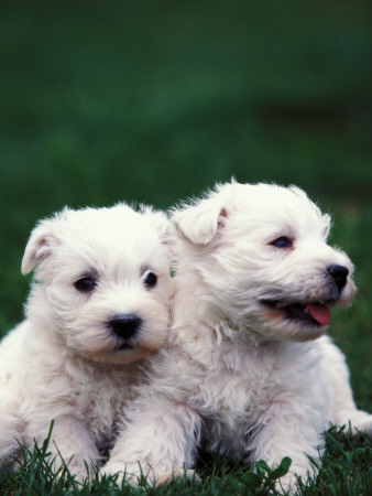 Domestic Dogs, Two West Highland Terrier / Westie Puppies Sitting Together by Adriano Bacchella Pricing Limited Edition Print image