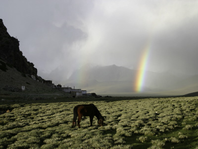 Horse With Rainbow, Tibet by Michael Brown Pricing Limited Edition Print image