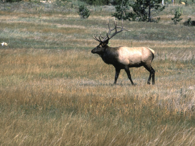 An Elk In The Grassland In Colorado by Michael Brown Pricing Limited Edition Print image