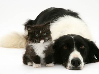 Black-And-White Border Collie Lying Chin On Floor With Black-And-White Kitten by Jane Burton Pricing Limited Edition Print image