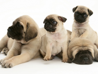 Fawn Pug Pups With Fawn English Mastiff Puppies by Jane Burton Pricing Limited Edition Print image