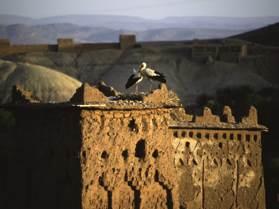 Birds On Structure, Morocco by Michael Brown Pricing Limited Edition Print image