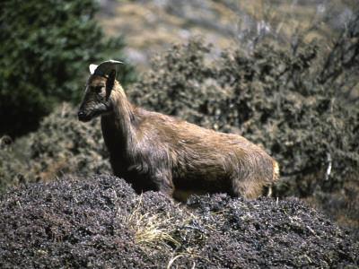 Wild Goats, Nepal by Michael Brown Pricing Limited Edition Print image