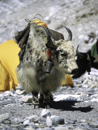 Yak In Tibet by Michael Brown Pricing Limited Edition Print image