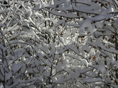 A Tree Covered With Snow, Boulder by Dörte Pietron Pricing Limited Edition Print image