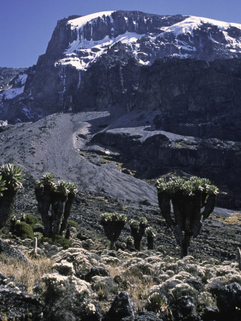 Desert Landscape With Mountain View, Kilimanjaro by Michael Brown Pricing Limited Edition Print image