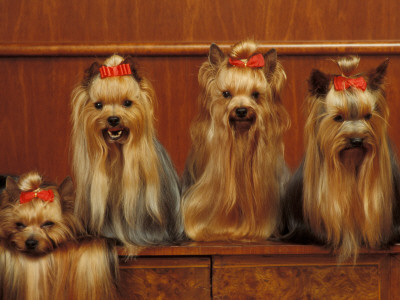 Domestic Dogs, Four Yorkshire Terriers Sitting / Lying Down by Adriano Bacchella Pricing Limited Edition Print image