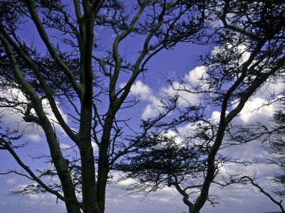 Trees In Kwazulu Natal, South Africa by Ryan Ross Pricing Limited Edition Print image