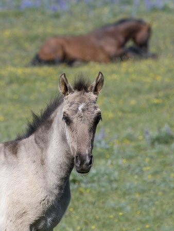 Portrait Of Blue Eyed Grulla Colt With Bay Stallion Lying Down, Pryor Mountains, Montana, Usa by Carol Walker Pricing Limited Edition Print image