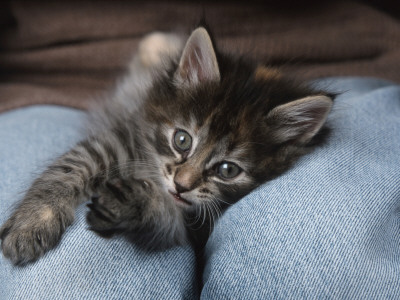 Norwegian Forest Kitten In Basket by Petra Wegner Pricing Limited Edition Print image