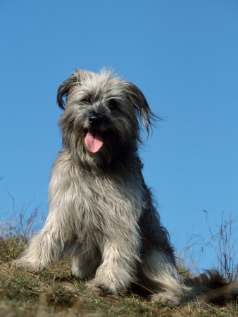 Pyrenean Shepherd Dog by Petra Wegner Pricing Limited Edition Print image