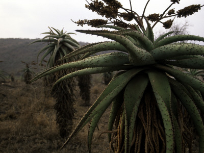 Plants In South Africa by Ryan Ross Pricing Limited Edition Print image