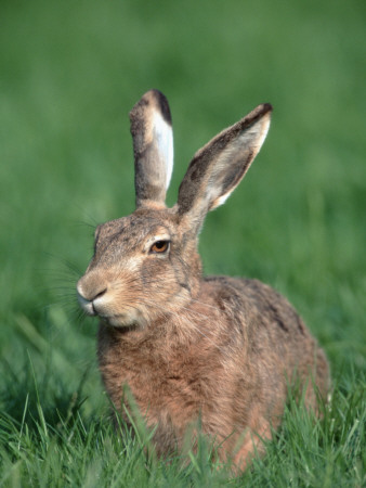 European Hare by Petra Wegner Pricing Limited Edition Print image