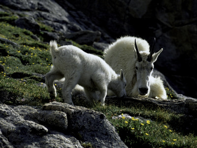 Wild Goats, Boulder by Michael Brown Pricing Limited Edition Print image