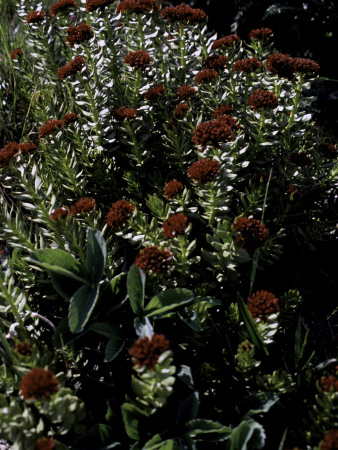Red Flowers, Boulder by Michael Brown Pricing Limited Edition Print image