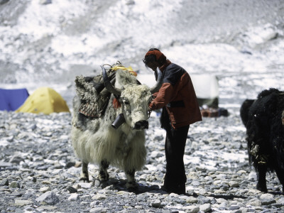 Yak And Sherpa, Nepal by Michael Brown Pricing Limited Edition Print image