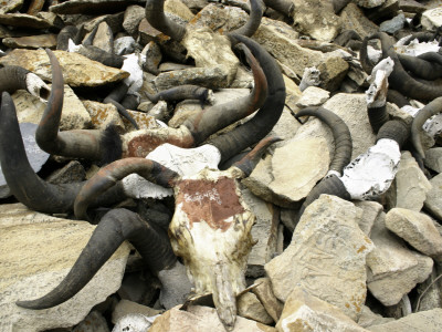 Yak Skulls, Tibet by Michael Brown Pricing Limited Edition Print image