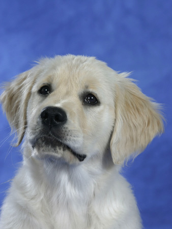 Head Of Golden Retriever Puppy by Petra Wegner Pricing Limited Edition Print image