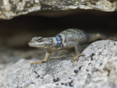 Crevice Spiny Lizard Hill Country, Texas, Usa by Rolf Nussbaumer Pricing Limited Edition Print image