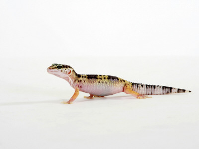 Leopard Gecko Walking by Petra Wegner Pricing Limited Edition Print image