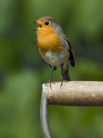 Robin Sitting On A Garden Fork Handle Singing, Hertfordshire, England, Uk by Andy Sands Pricing Limited Edition Print image