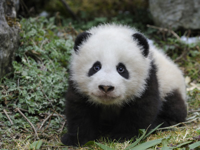 Giant Panda Baby Aged 5 Months, Wolong Nature Reserve, China by Eric Baccega Pricing Limited Edition Print image