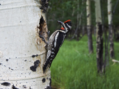 Red-Naped Sapsucker Female At Nest Hole In Aspen Tree, Rocky Mountain National Park, Colorado, Usa by Rolf Nussbaumer Pricing Limited Edition Print image