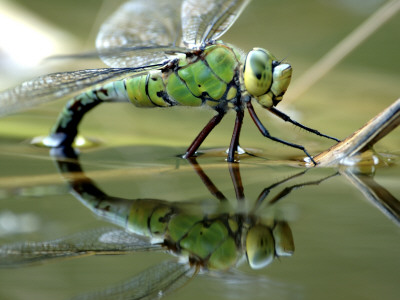 Female Emperor Dragonfly Laying Eggs At The Edge Of A Pond. Cornwall, Uk by Ross Hoddinott Pricing Limited Edition Print image