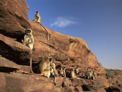 Hanuman Langur Group Sunning, Thar Desert, Rajasthan, India by Jean-Pierre Zwaenepoel Pricing Limited Edition Print image