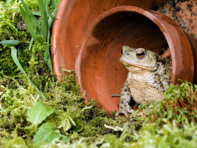 Common European Toad Female Sitting In Flower Pot, Hertfordshire, Uk April by Andy Sands Pricing Limited Edition Print image