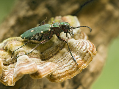 Green Tiger Beetle Captive, Uk April by Andy Sands Pricing Limited Edition Print image
