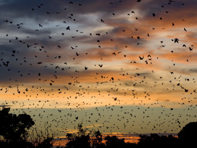 Cloud Of Straw Coloured Fruit Bats Flying Over Daytime Roost, Kasanka National Park, Zambia, Africa by Mark Carwardine Pricing Limited Edition Print image