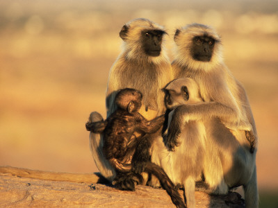 Hanuman Langur Two Mothers With Young Of Different Ages, Thar Desert, Rajasthan, India by Jean-Pierre Zwaenepoel Pricing Limited Edition Print image