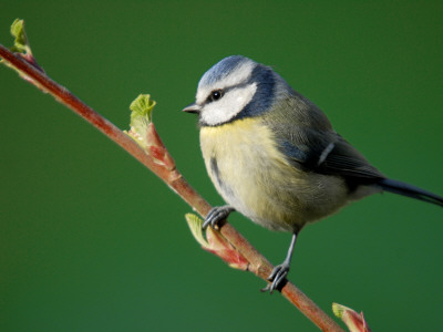 Blue Tit On Branch, Cornwall, Uk by Ross Hoddinott Pricing Limited Edition Print image