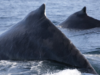 Two Humpback Whales Diving Together, Baja California, Sea Of Cortez, Mexico by Mark Carwardine Pricing Limited Edition Print image