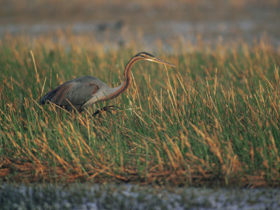 Purple Heron Keoladeo Ghana Np, Bharatpur, Rajasthan, India by Jean-Pierre Zwaenepoel Pricing Limited Edition Print image