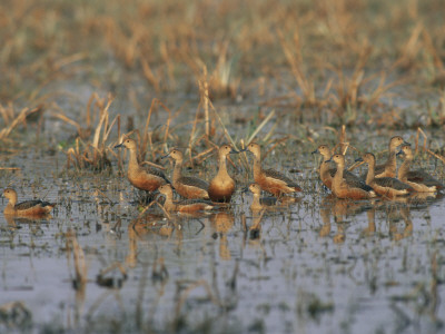 Indian Lesser Whistling Ducks Keoladeo Ghana Np, Bharatpur, Rajasthan, India by Jean-Pierre Zwaenepoel Pricing Limited Edition Print image