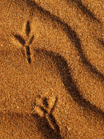 Bird's Foorprints In The Sand, Summerleaze Beach, Bude, Cornwall, Uk by Ross Hoddinott Pricing Limited Edition Print image