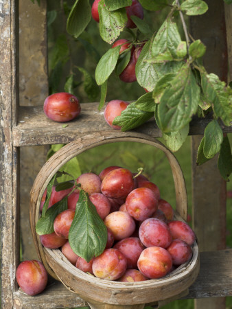 Victoria Plums Freshly Picked In A Trug In A Country Garden, England, Uk by Gary Smith Pricing Limited Edition Print image