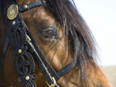 Bay Welsh Cobb Stallion, Close Up Of Eye, Ojai, California, Usa by Carol Walker Pricing Limited Edition Print image